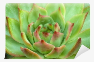 Green Brown Echeveria Succulent Plant Wall Mural • - Echeveria #4413596