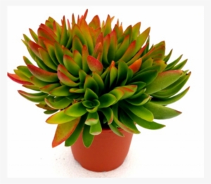 Red Flames Calederoniae Succulent Plant - Succulent Plant #4413638