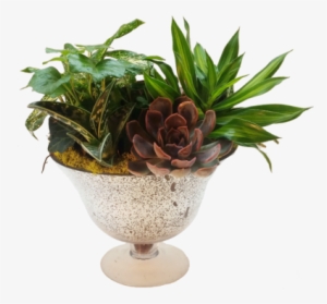 Succulent Evergreen - Ficus Elastica Em Vaso #4413715
