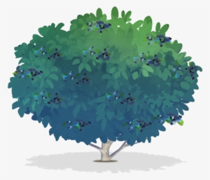 Png For Free Download On Mbtskoudsalg - Blueberry Bush Illustration #4413721