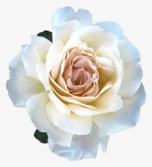 Rose Petal Cosmic Face Mist #4413816