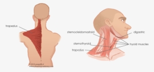 Torso Muscles 7 - Sternomastoid Trapezius And Paravertebral Muscles #4413884