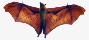 Fruit Bat Png #4413887