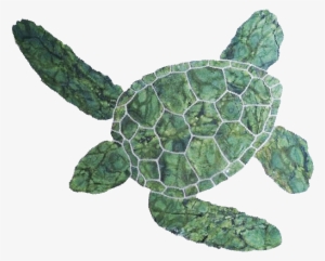 Hawaiian Green Turtle - Green Turtle Png #4414046