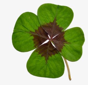 Four-leaf Clover Luck Green - Klavertje Vier Png #4416195