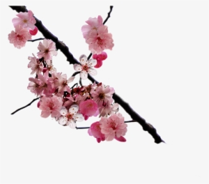 Cherry Blossom Branch Png By Doloresminette #4416714