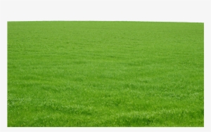 Green Grass Png Image Free Download Photo - Field Of Grass #4418038