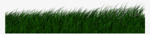Grass Png Vector - Portable Network Graphics #4418045