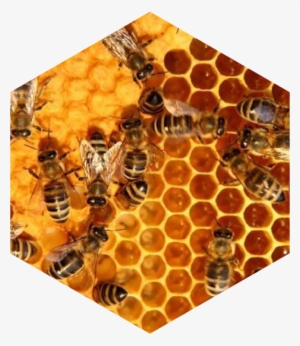 Bee Hives Pictures - Australian Corporate Governance - Book #4419175