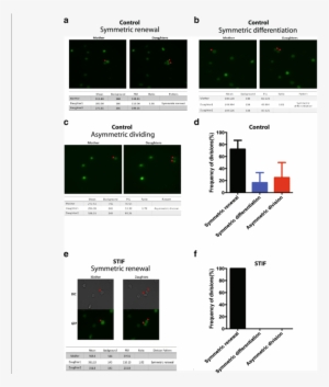 Cytokines/growth Factors Affect The Division Pattern - Common Fig #4422022