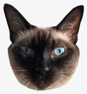 Find Adoptable Cats In Your Area - Siamese #4422398