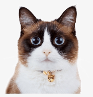 Snowshoe - Snowshoe Cat #4422456