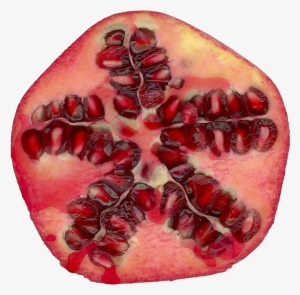 Qubodup Pomegranate Granatapfel - Digital Watercolor Pomegranate Tu B'shvat Greetings #4423074