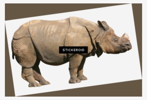 Rhino - Great Indian Rhinoceros #4423474