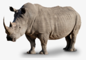 Rhino Png, Download Png Image With Transparent Background, - Rhinoceros #4423531
