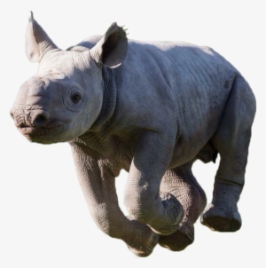 Animalblack Rhino - Black Rhinoceros #4424048