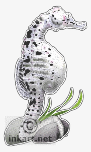 Big Belly Seahorse Png - Big Belly Seahorse Drawing #4424184