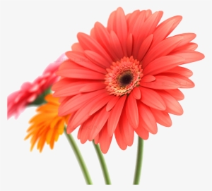 Daisy Transparent Background Download - Birthday Card For A Special Person #4425684