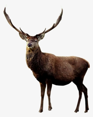 Reindeer In English #4426277