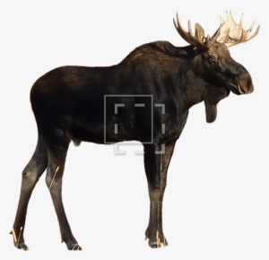 Parent Category - Buffalo White Background Free #4426365