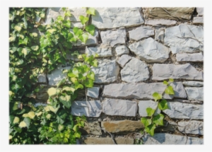 Green Background With Ivy Plants Covering Stone Wall - Wall #4427104