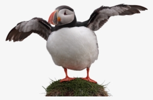 Bg-wildlife Puffin - Atlantic Puffin #4429831