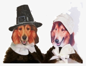 Happy Thanksgiving To Everyone - Sjt 5x10 Wood Sign Dog A House #4430469 Happy Thanksgiving To Everyone - Sjt 5x10 Wood Sign Dog A House #4430469