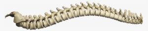 Spine Structure & Function #4431502