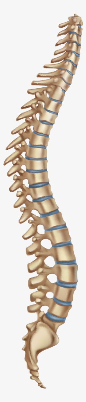 Sacral - Human Skeleton Spine #4431539