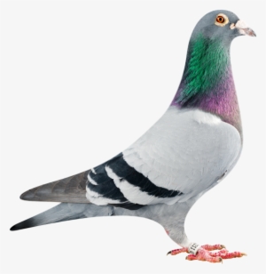 Nanteuil & Quivrain ~ 23rd August 2014 - Rock Dove #4435016