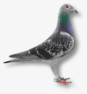 Pigeon2 - Pigeon Racing #4435076