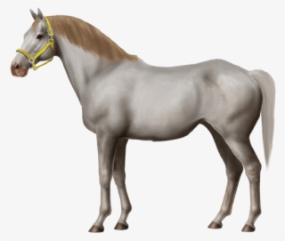 Norfolk Trotter Stallion, No Red, Out Of Court Jester - Horse #4442247