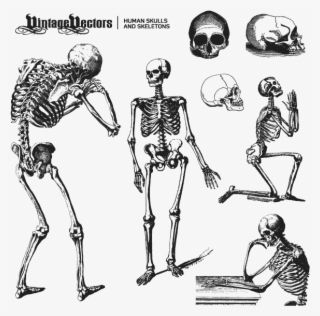 Human Skulls And Skeleton Vectors - Skeleton Vector Free Download #4442256