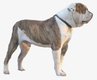 American Bulldog - Alpha Blue Blood Bulldog Png #4442993
