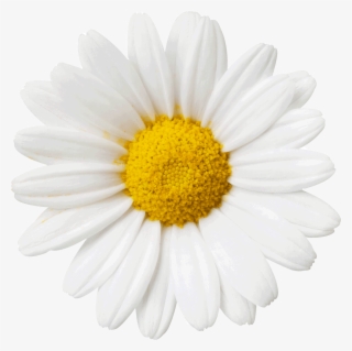 Flower Daisy Sticker By Lime Crime - Transparent Daisy Gif #4442994