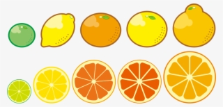 Medium Image - Clipart Citrus Fruits Png #4444330
