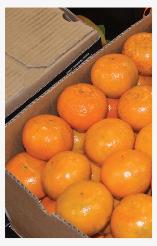 Fresh Blueberries - Tangerine #4445360