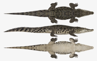 Crocodylia - Zoo Tycoon 2 Crocodile #4445949