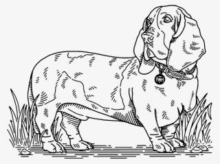 Lincoln Brand Dog Collars And Leashes, Now Available #4448401