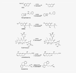 Chemical Structures Of Cyp450 Substrates Investigated - Cytochrome P450 #4449896