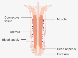 Open - Human Penis #4450349