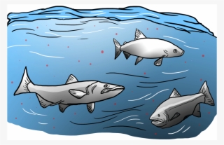 The Oil Industry Plays A Double Role In Mercury Pollution - Great White Shark #4452470