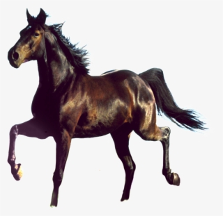 Aesthetically Beautiful Horse Png - Awesome Design Free Horse Picture Hard Case Cover For #4453241
