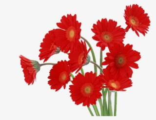 Red Daisy Png - Gerbera Flowers Red #4455002