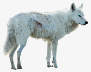 Wolf Whitewolf Dog Whitedog Blueeyes Myedit Freetoedit - Wolf #4457642