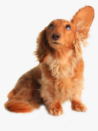 Dachshund Pet Sitting Grooming Listening Drooping Ears - Dog Hear #4458314