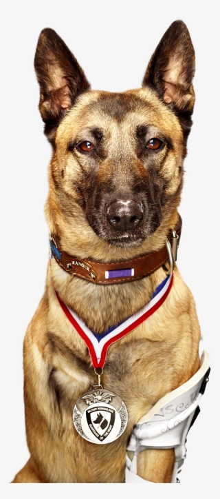 War Hero Dog Named Layka [1007 × 2279 #4458668