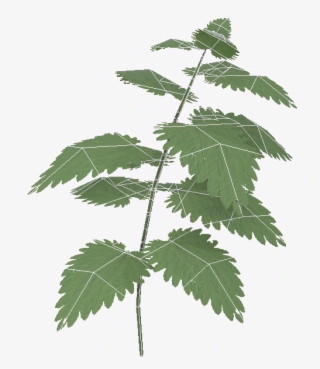 Boiler 01 Wire - Maple Leaf #4461817