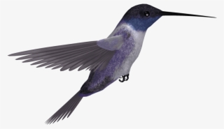 Best Hummingbird Png - Rufous Hummingbird #4470761