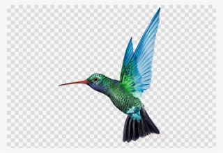 Hummingbird Png Clipart Hummingbird - Transparent Caribbean Airlines Logo #4472332